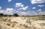 Kalahari - Nossob Fluss