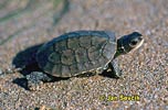 Kaspische Wasserschildkrote