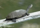 Kaspische Wasserschildkrote