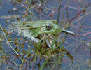 Kleiner Wasserfrosch