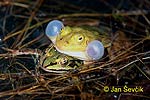 Kleiner Wasserfrosch