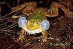 Kleiner Wasserfrosch