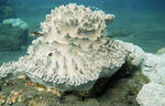 Koralle Detail Porites sp.