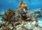 Koralle Felsen