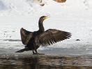 Kormoran