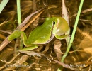 Laubfrosch