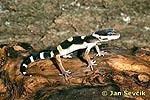 Leopardgecko