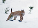 Luchs