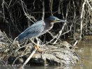 Mangrove reiher