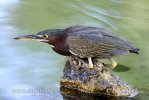 Mangrove reiher