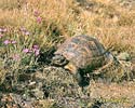 Maurische Landschildkröte