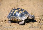 Maurische Landschildkröte