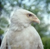 Mäusebussard leucin