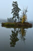 Morgennebel auf dem Teich