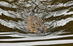 Muskrats