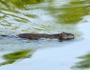 Muskrats