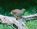 Natal Francolin