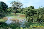Nationalpark Yala