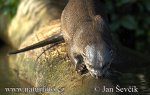 Neotropische Otter