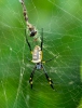 Nephila spinne