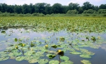 Novořecké Sümpfe, Natur Reservation