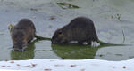 Nutria, Sumpfbiber