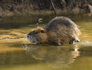 Nutria, Sumpfbiber