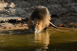 Nutria, Sumpfbiber