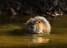 Nutria, Sumpfbiber