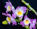 Orchidee