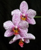 Orchidee