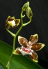 Orchidee