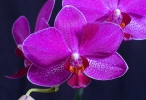 Orchidee