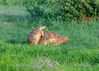 Pantherschildkrote