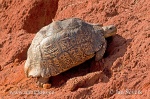 Pantherschildkrote