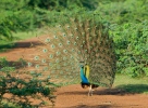 Pfau