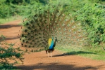 Pfau