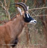 Pferde Antilope