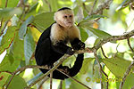 Primate (Primates)