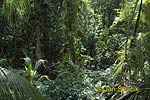 Regen Wald, National Park Cahuita