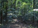 Regen Wald, Soberania National Park