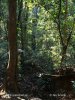 Regen Wald, Soberania National Park