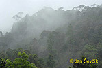 Regen Wald Sinharaja