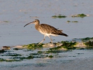 Regenbrauchvogel