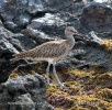 Regenbrauchvogel