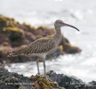 Regenbrauchvogel