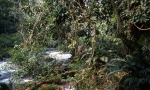 Regenwald Misol-Ha