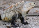 Ricords Iguana