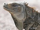 Ricords Iguana