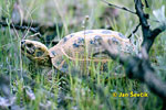 Russische Landschildkrote